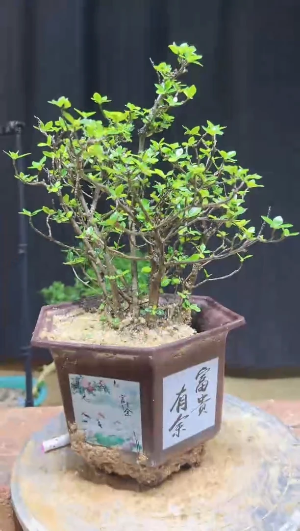 大量花朵（建议范围：8朵-15朵 或40%以上）银*海岛栀子花