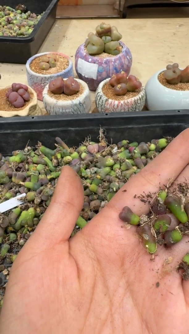 6-100多肉植物肉锥