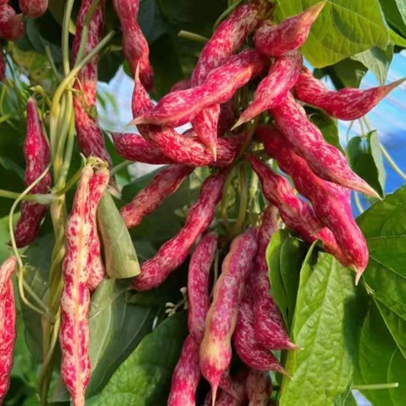 【红金钩架豆种子】红金勾地豆无筋无柴红色油豆角籽早熟蔬菜种子