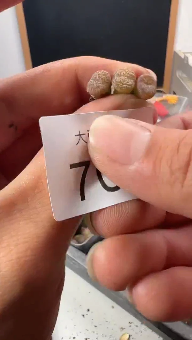 一物一拍         707