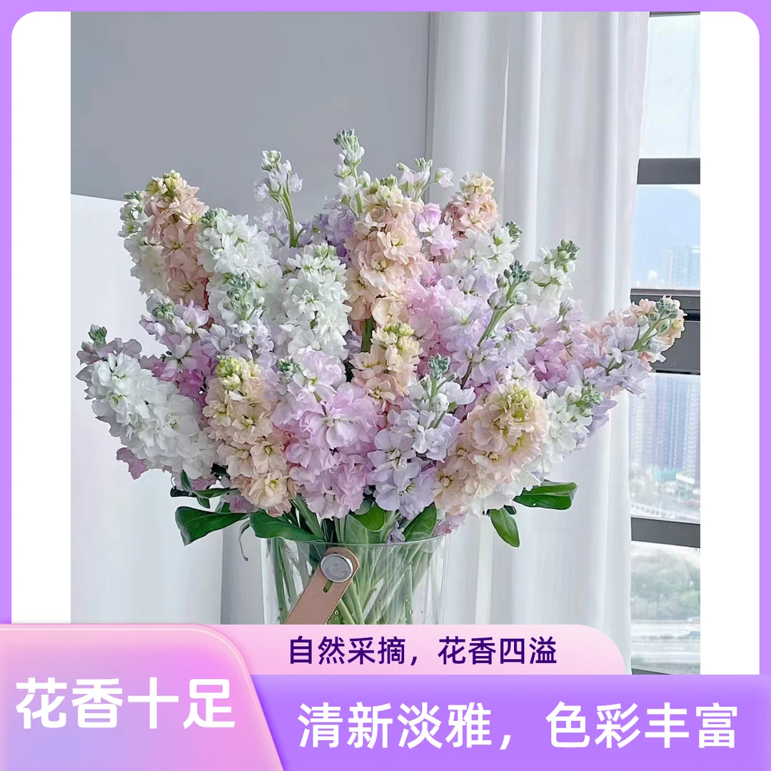 【紫罗兰】带自然花香 鲜花产品特殊已发货不支持退款 谢谢理解