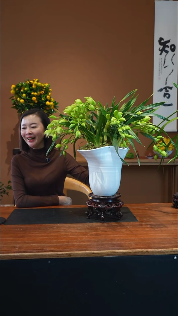 全部花朵绿精灵盆景盆景