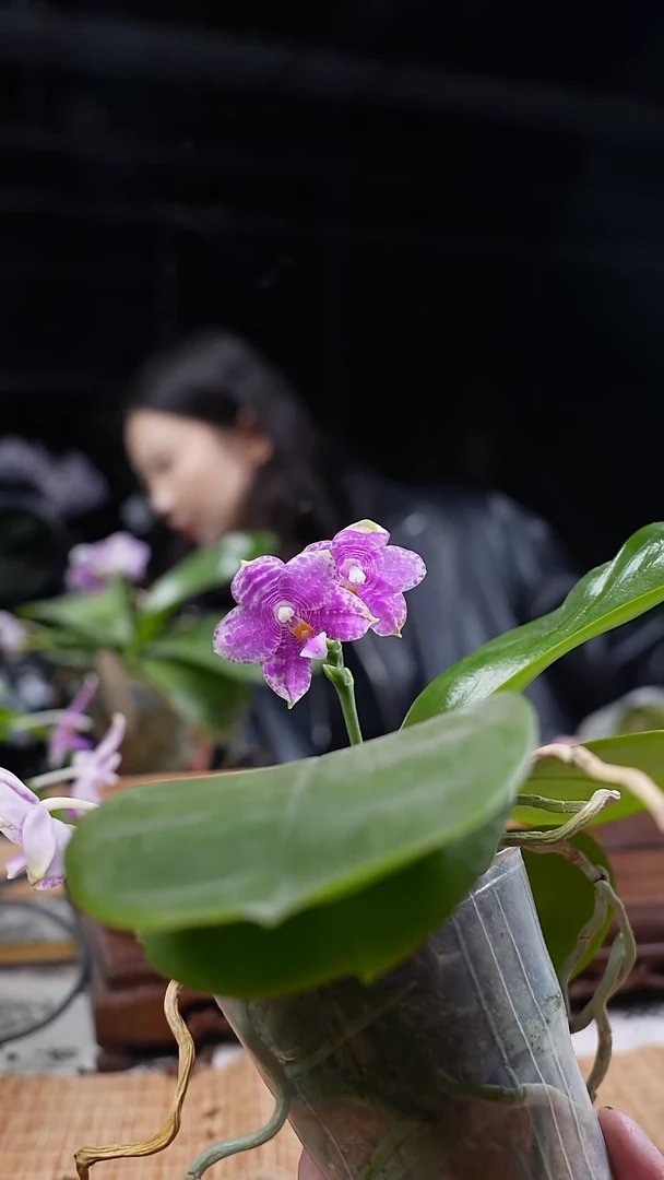 完全开放柳林蓝豹交弥陀24节气 双花箭 爆根