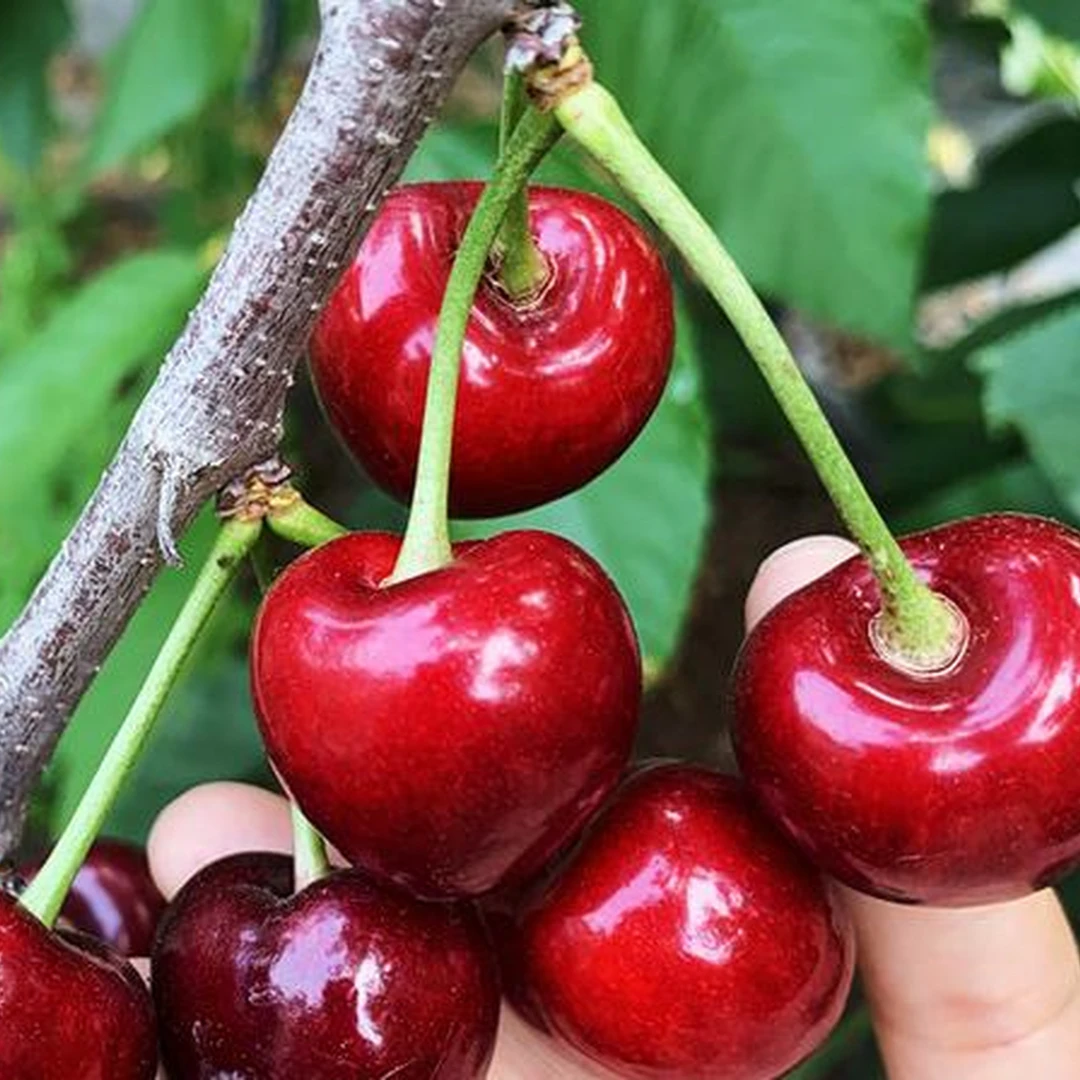 果树苗桑提娜车厘子树苗嫁接智利黑珍珠桑缇娜大樱桃苗南北方种植