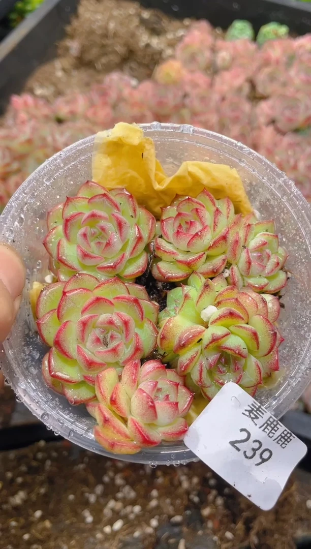 239清峰珍妮      量拍