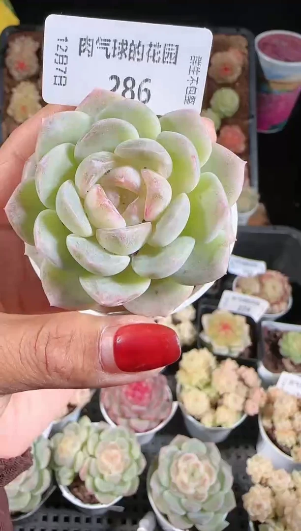 1207-286冰心28多肉群生不包整