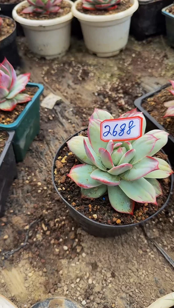 2688惊鸿仙子（裸根发货）