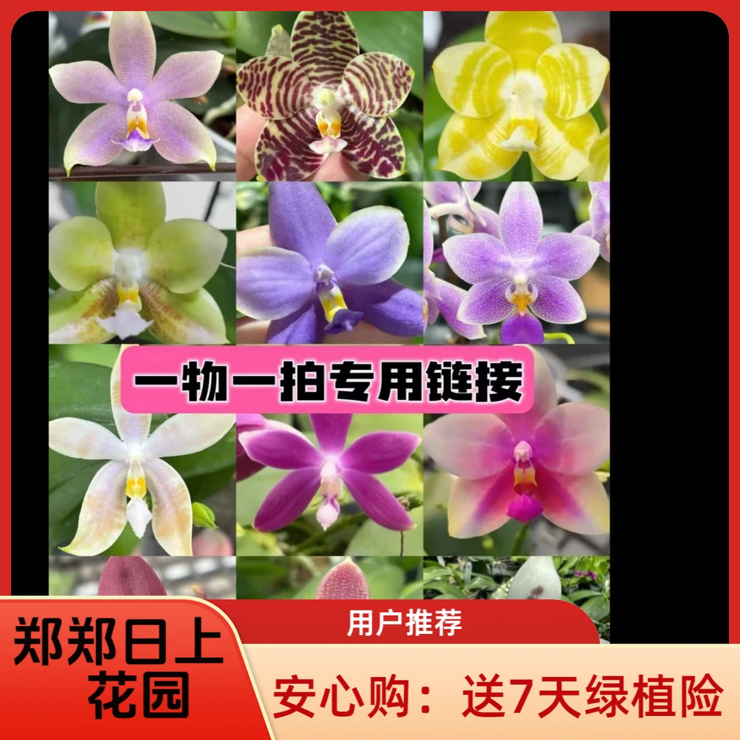 一物一拍  柳林系列 苗（微瑕 叶损 少根）无售后!!介意慎拍!!