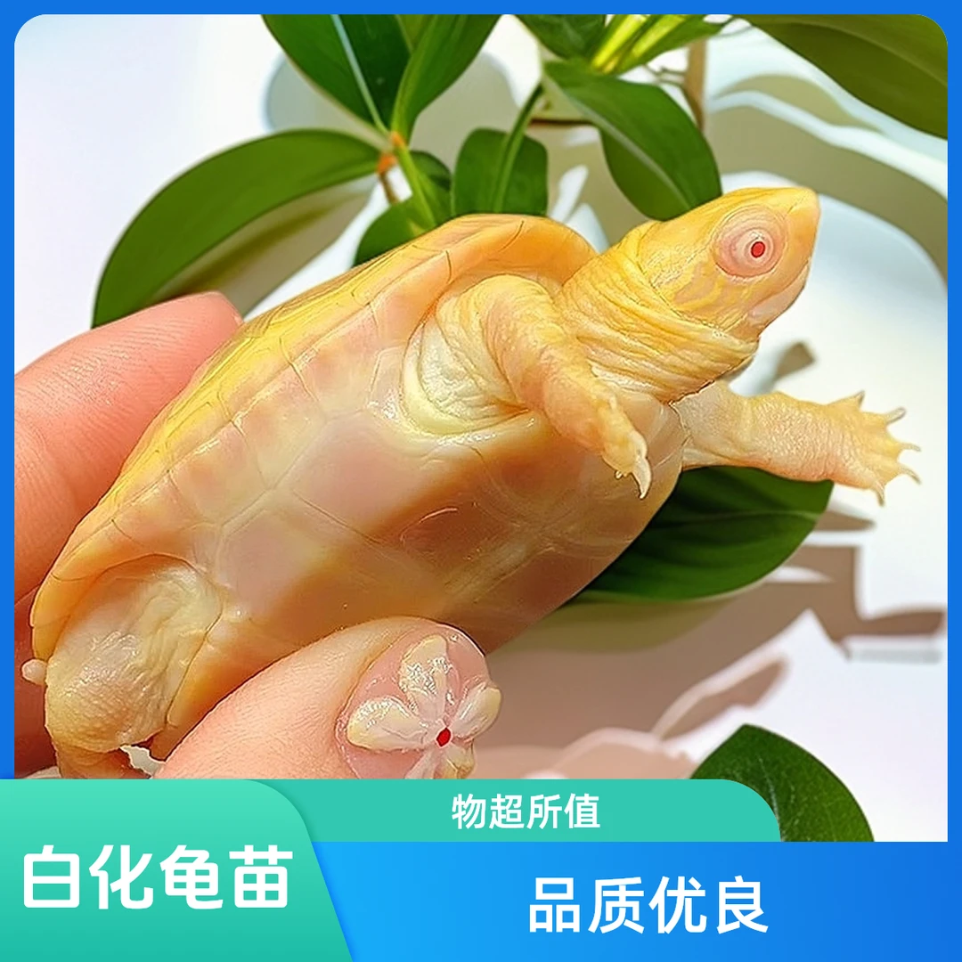 白化草龟，直播间专用链接宠物龟