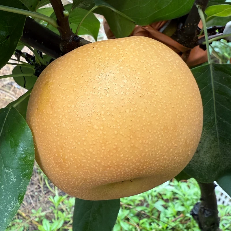 四川秋月梨新鲜现摘当季水果脆甜多汁整箱包邮