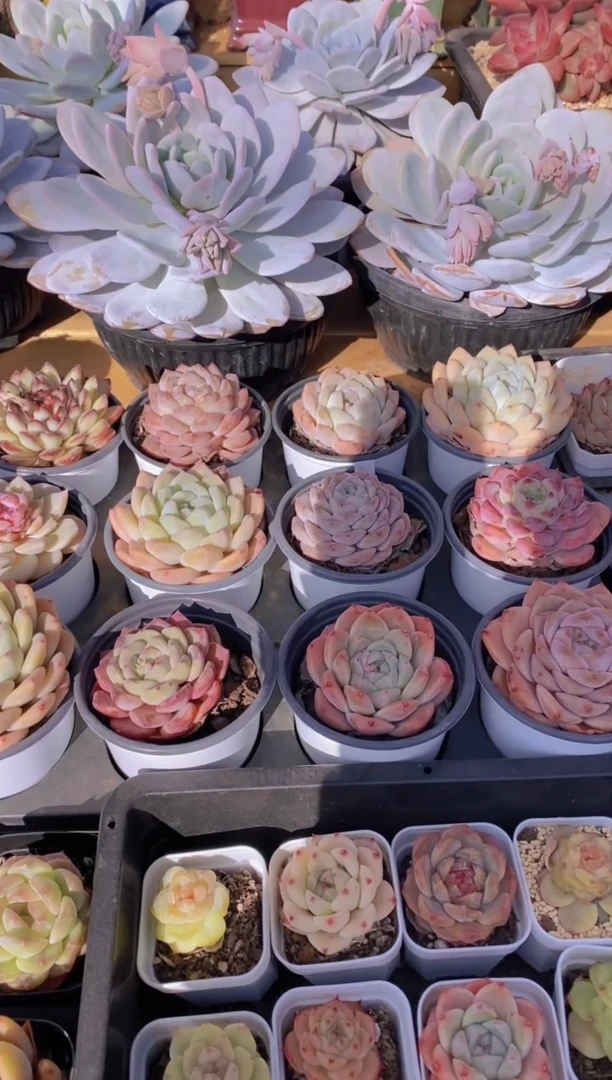 148-度夏新手好物3颗（9cm盆）（量拍）