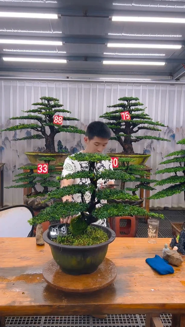 无花朵精品盆景直播间一物一拍