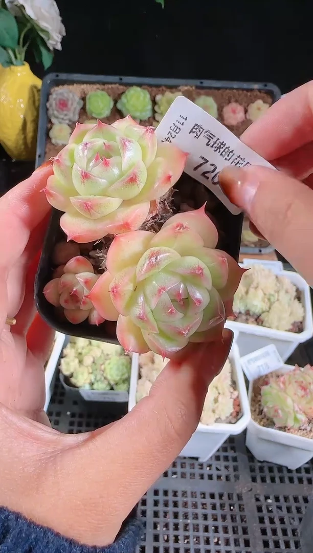 1124-720群生不包整