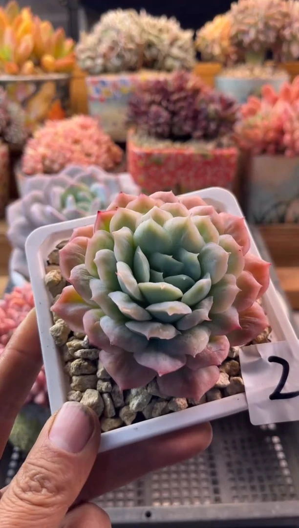 11.26-2泡泡纱裙11111111111