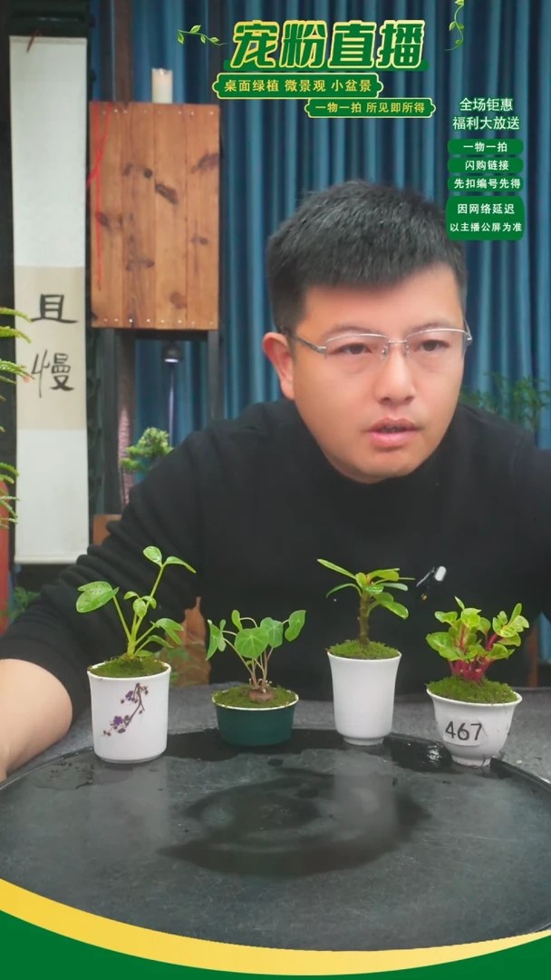 无花朵黄*邪苔藓微景观467号