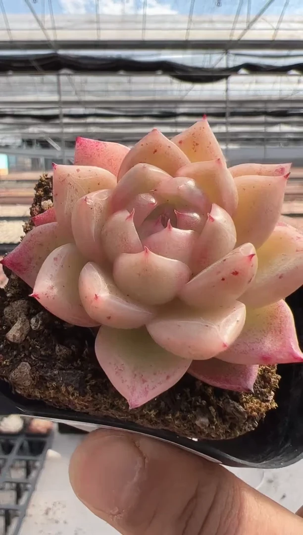 【闪购商品】新款多肉-168