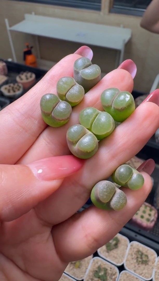 26-86多肉植物肉锥熊猫磁铁一颗