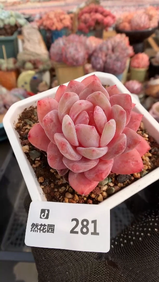 【闪购商品】281玫瑰梦露一物一拍