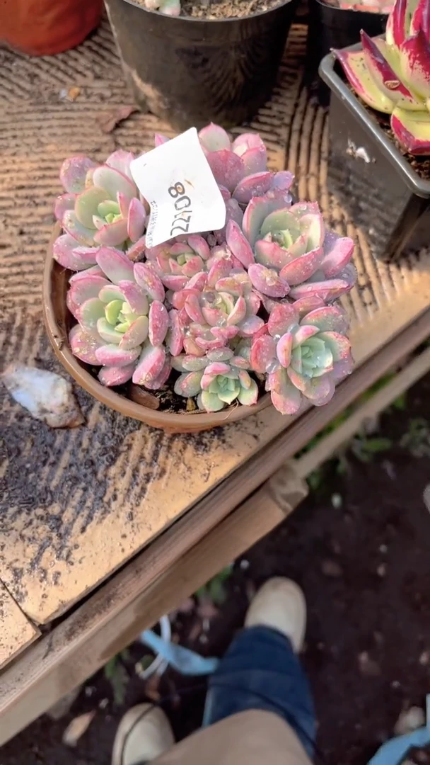 费*罗跃跃精品多肉22108