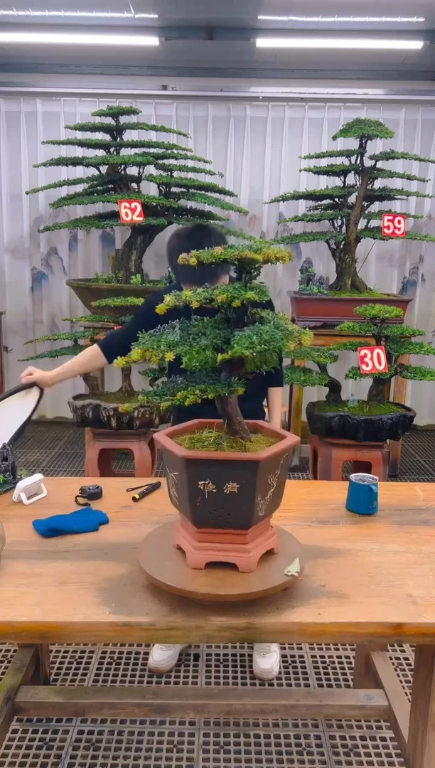 无花朵用****2精品盆景直播间一物一拍