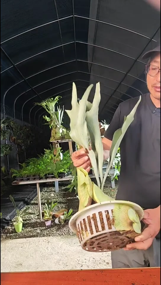 鹿角鹿        123白帅帅