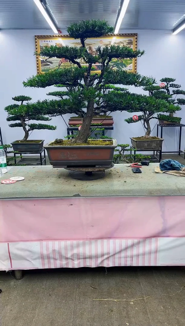 无花朵一物一拍，所见即所得