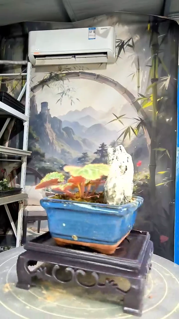 留****?中青园艺一物一拍花478