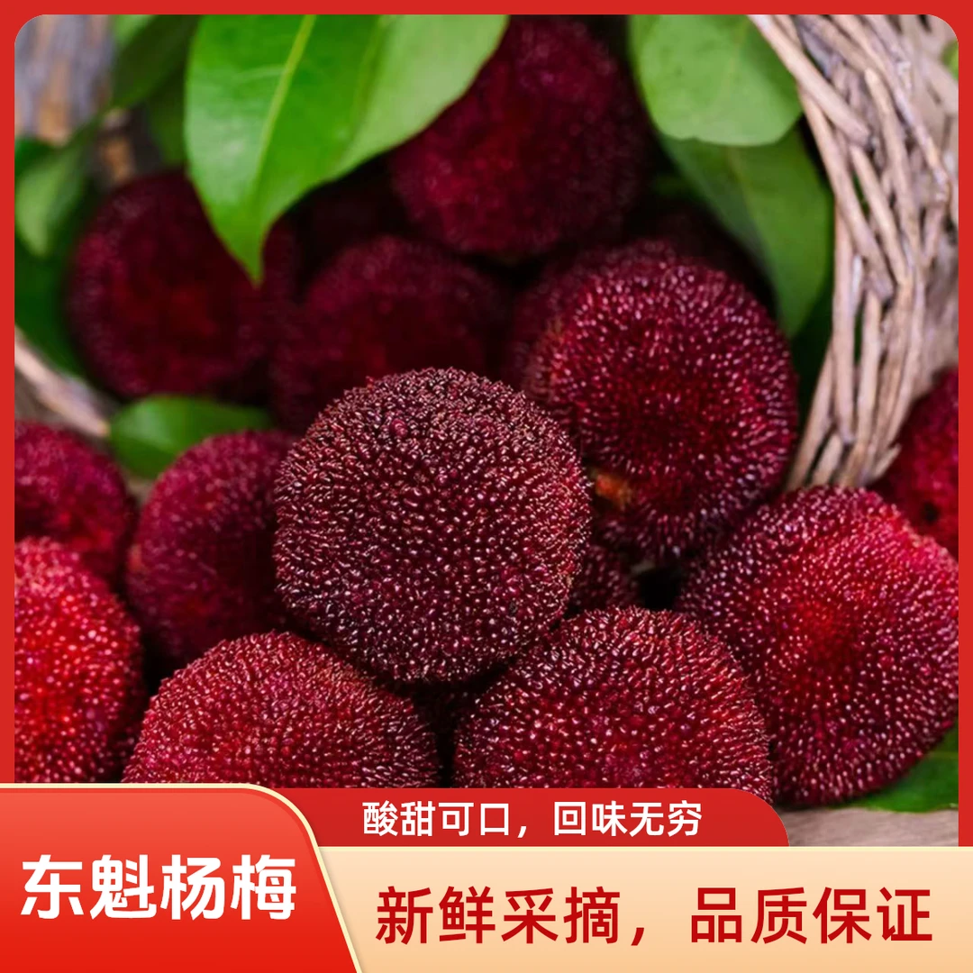【东魁杨梅】约800g 8A新鲜东魁杨梅大果当季产地直发 次日达冷链直发新鲜杨梅浙江省