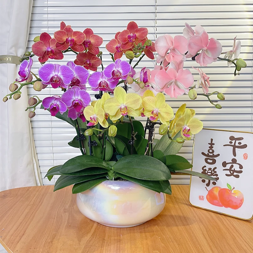 【全家福-蝴蝶兰】多色组合 高端鲜花 送礼 家居摆件 基地直发
