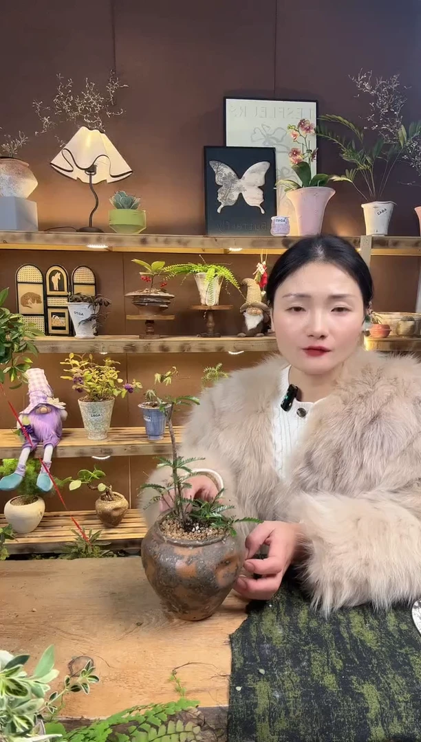 无花朵085海岛叶下珠加盆一套