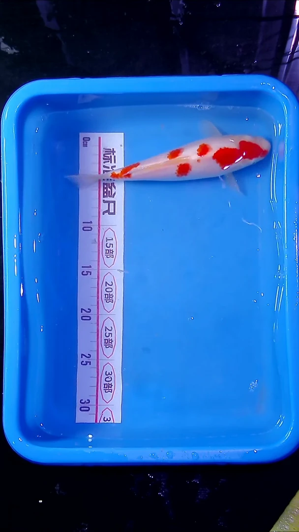 锦鲤直播间菁选 对版发货 18