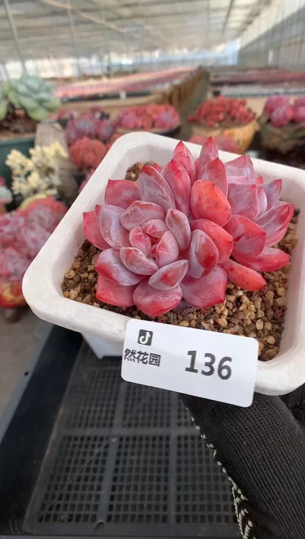 136雪天使一物一拍