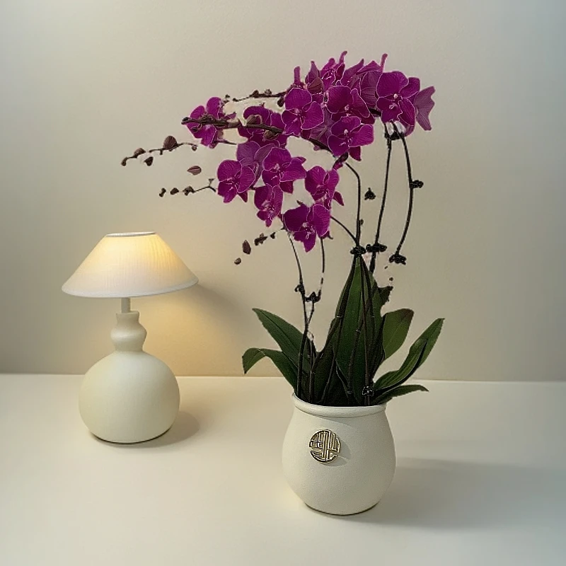 鲜花【小红豆】蝴蝶兰室内种植观赏送礼带花发货