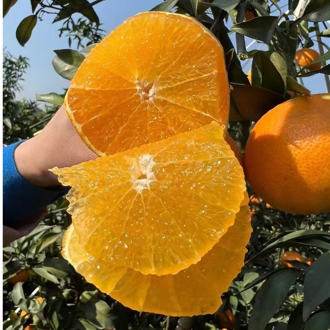【爱媛38果冻橙】又叫红美人 正宗日本进口种苗 果子大特别甜特耐寒