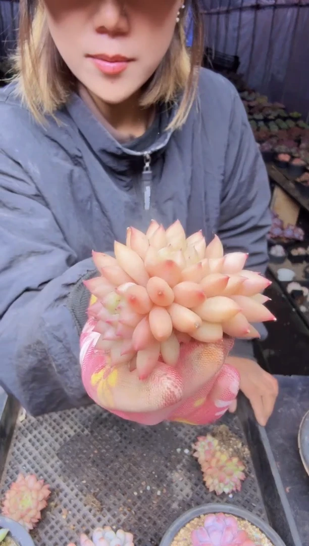 夏****雨020米其林一物一拍所见即所得