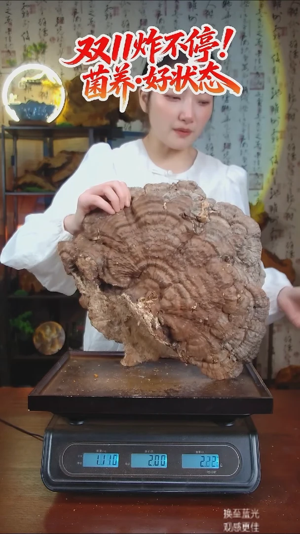 平盖灵芝中国大陆【藏区 野生】树舌灵芝（2.26斤）20-30年份