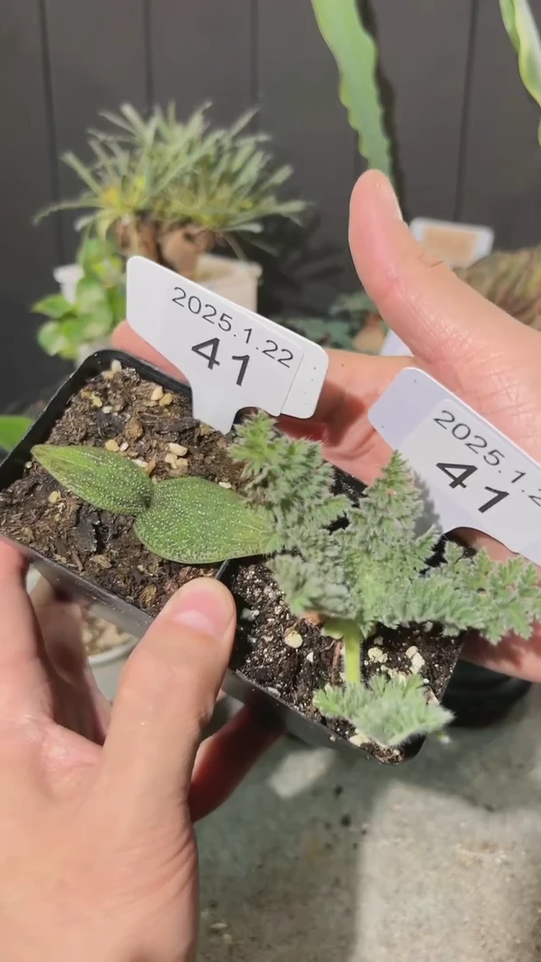 【闪购商品】 紫镜羽叶组合1.22.41