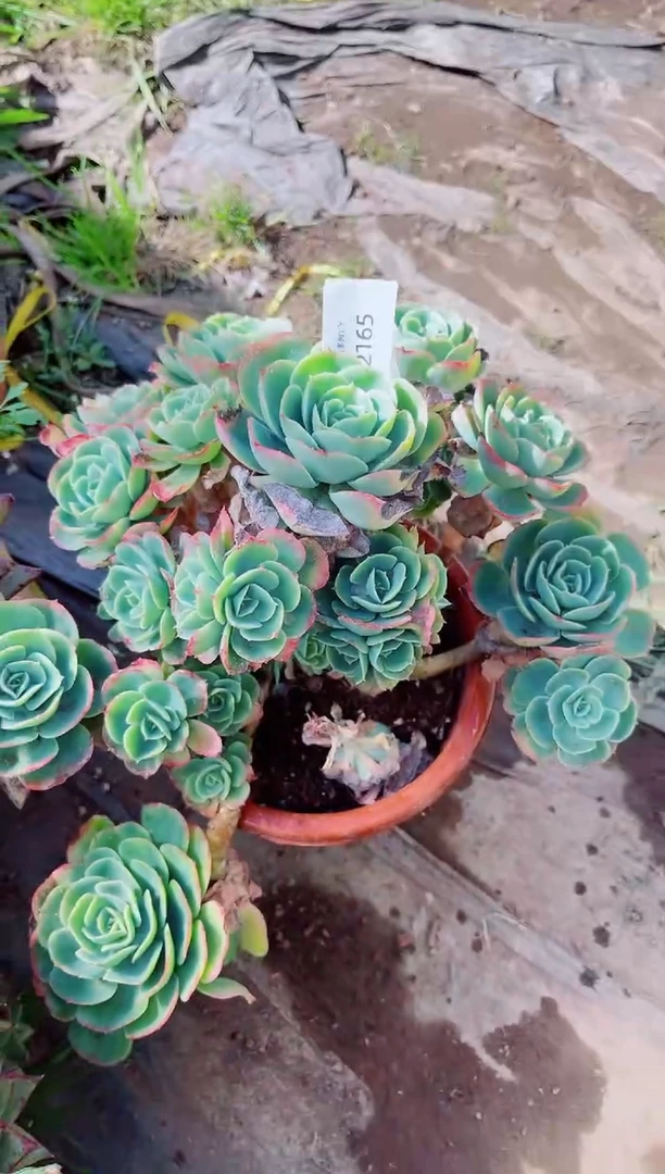 梦***台跃跃精品多肉02165