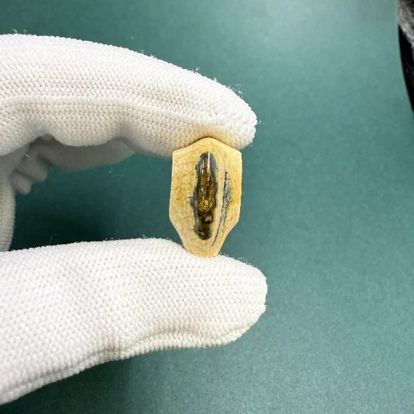 M1479天然猛犸牙 鲨鱼背三通 支持鉴定 假一罚四