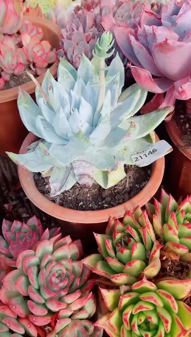 ?****?跃跃精品多肉21146