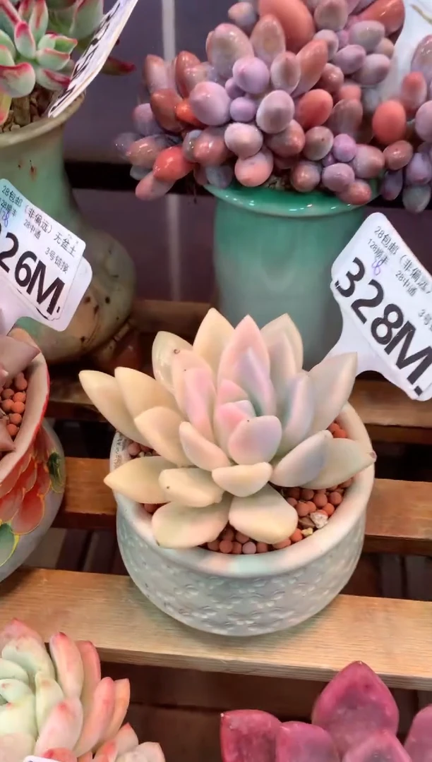 328M（一物一拍，精品多肉，所见即所得 ）