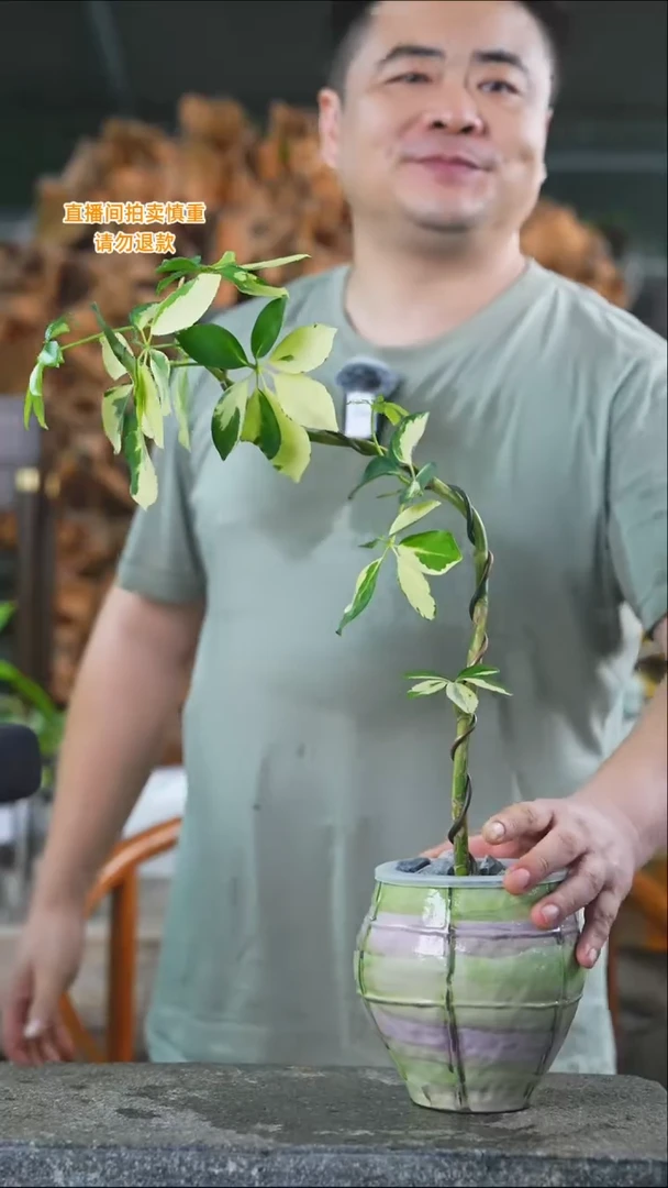 完全开放花叶鸭掌木433T