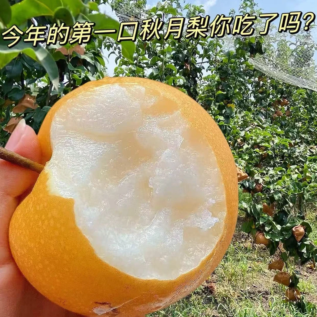 【25年头茬】山东莱西现摘头茬秋月梨化渣好