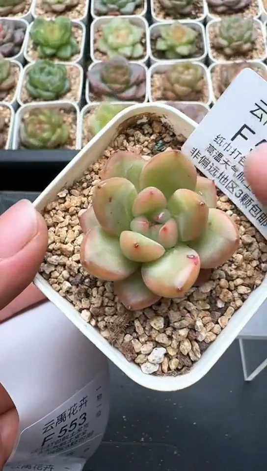 552F云禹多肉植物 默认脱土纸巾打包 3颗包邮