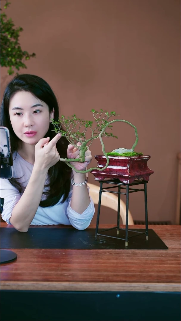 无花朵栀子花盆景盆景