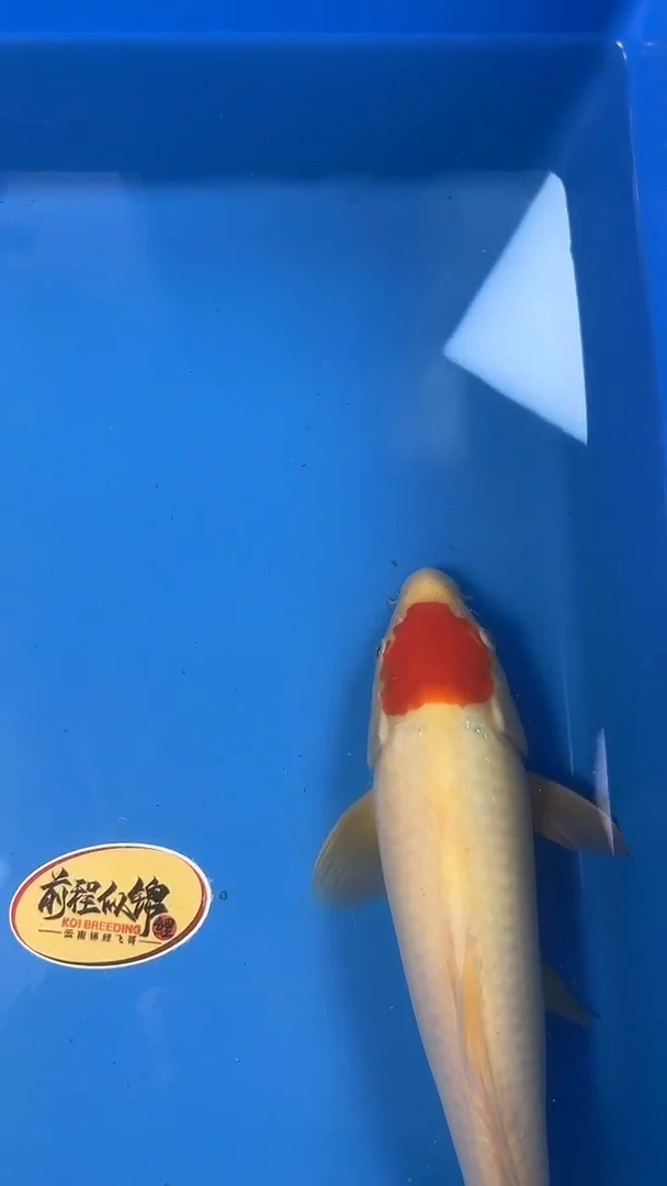 锦鲤   大日  丹顶