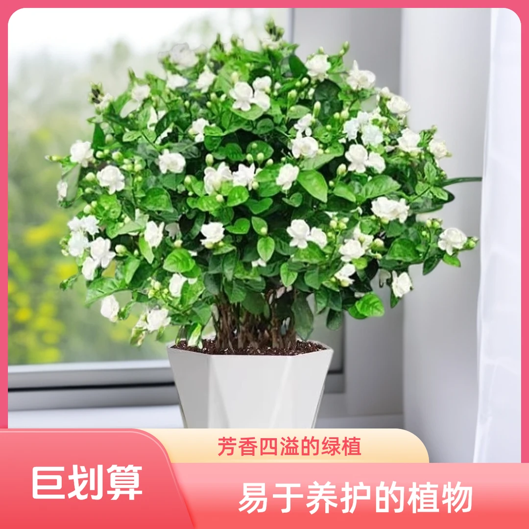 茉莉花盆栽四季开花植物懒人摆件大棵树苗花卉客厅绿植盆栽室内