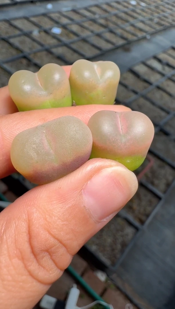 97多肉植物肉锥荔枝毛一颗