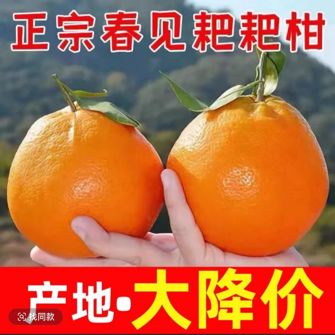 正宗四川春见耙耙柑 爆汁爆甜橘子丑橘子新鲜应季水果整箱包邮L