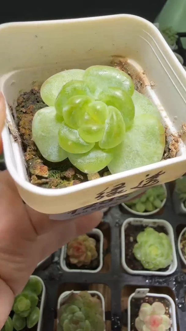1285   绿透多肉植物